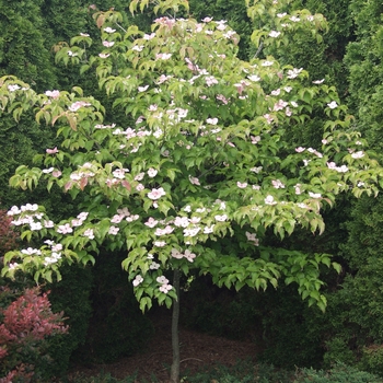 Cornus kousa 'Satomi' - Satomi Dogwood