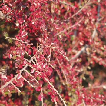 Cotoneaster horizontalis - Rock Cotoneaster