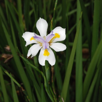 Dietes bicolor - African Iris