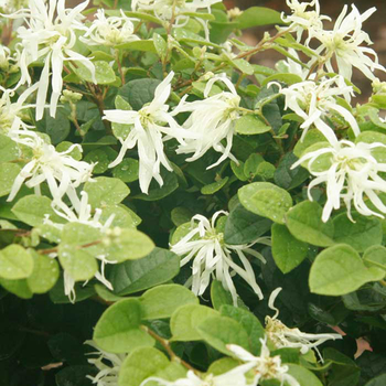 Loropetalum chinensis - Loropetalum