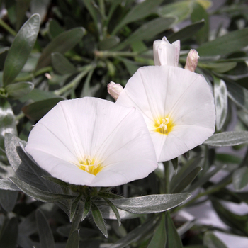 Convolvulus cneorum - Bush Morning Glory