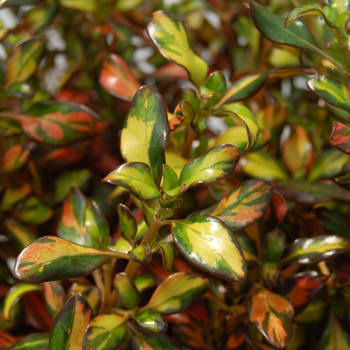 Coprosma 'Evening Glow" - Evening Glow Mirror Plant