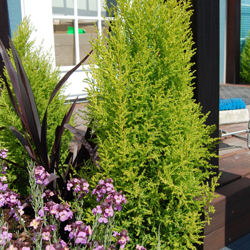 Cupressus macrocarpa 'Wilma Goldcrest' - Wilma Goldcrest (Monterey) Cypress