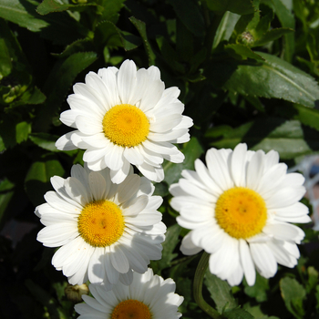 Leucanthemum x superbum 'Darling Daisy' - Shasta daisy