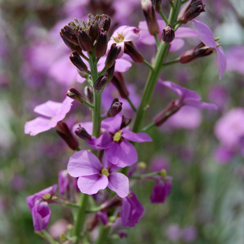 Erysimum linifolium 'Bowles Mauve' - Purple Wallflower