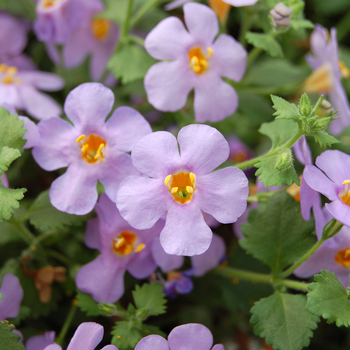 Sutera ' Abunda Colossal Blue - Giant Blue Bacopa