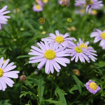 Brachyscome iberidifolia 'Mauve Delight' - Swan River Daisy