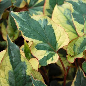Houttuynia cordata - Chameleon plant