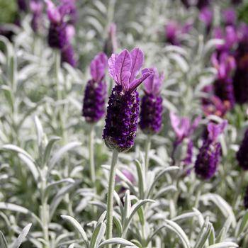Lavandula stoechas 'Silver Anouk' - French or Butterfly Lavender