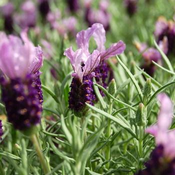 Lavandula stoechas 'Little Bee™ Purple' - French or Butterfly Lavender