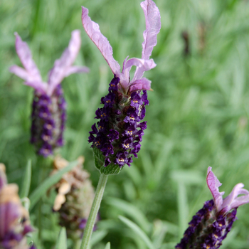 Lavandula stoechas 'Madrid Purple' - French or Butterfly Lavender