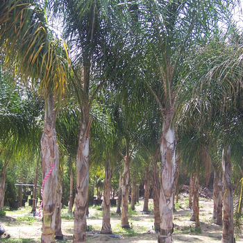 Syagrus (Arecastrum) romanzoffianum - Queen Palm