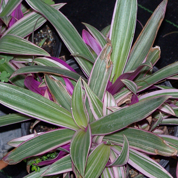Tradescantia - Purple Heart or Inch Plant