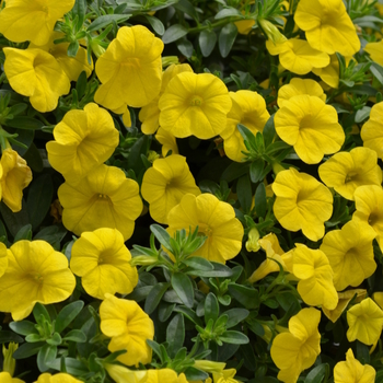 Calibrachoa x hybrida 'Cabaret®Deep Yellow' - Trailing Petunia