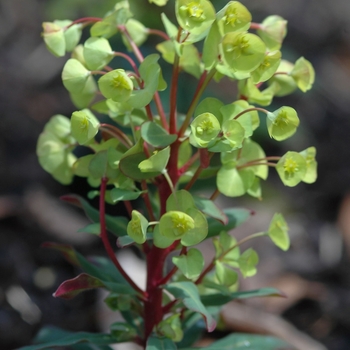 Euphorbia 'Efanthia' - Efanthia Spurge