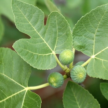 Ficus carica 'Brown Turkey' - Brown Turkey Fig