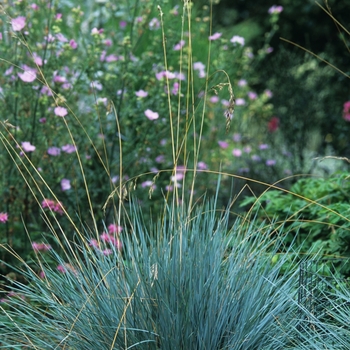 Helictotrichon sempervirens - Blue Oat Grass
