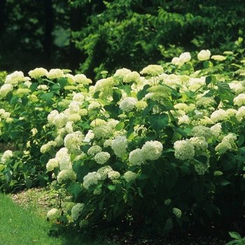 Hydrangea arborescens 'Annabelle' - Smooth Hydrangea