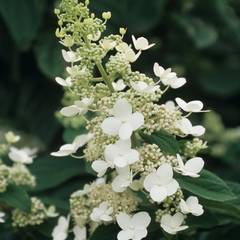 Hydrangea paniculata ''Tardiva'' - Tardiva Hydrangea