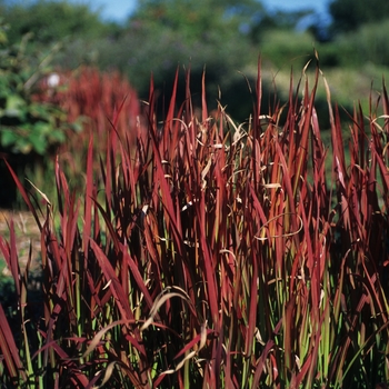 Imperata cylindrica 'Rubra' - Japanese Blood Grass