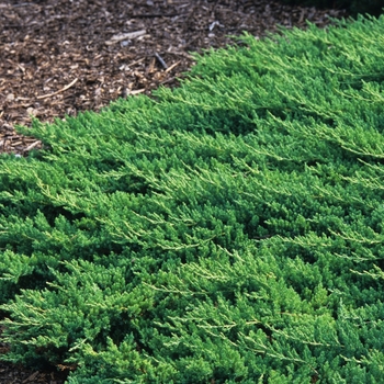 Juniperus procumbens 'Nana' - Japanese Garden Juniper