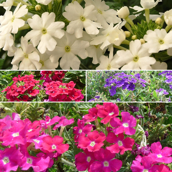 Multiple Varieties - Verbena