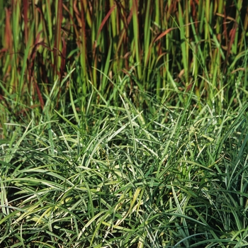 Liriope spicata 'Silver Dragon' - Lilyturf