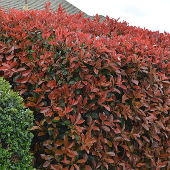 Photinia x fraseri - Fraser Photinia