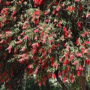Callistemon citrinus - Bottlebrush