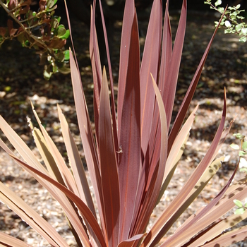 Cordyline australis 'Red Star' - Red Star Cordyline