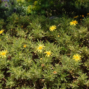 Euryops 'Purfled' - Euryops Daisy
