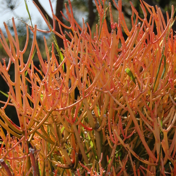 Euphorbia tirucalli 'Sticks on Fire' - Red Pencil Tree