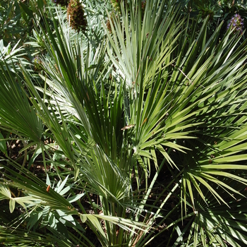 Chamaerops humilis - Mediterranean Fan Palm