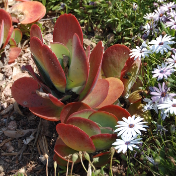 Kalanchoe thrysiflora - Paddle Plant