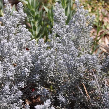 Maireana sedifolia Blue Bush - Pearl Bluebush