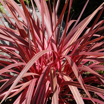 Cordyline 'Electric Pink' - Pink Dragon Tree