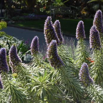 Echium candicans 'Variegata' - Variegated Pride of Madiera
