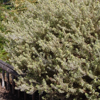 Westringia fruticosa 'Morning Light' - Coast Rosemary