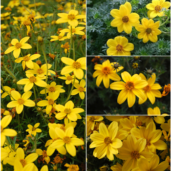 Multiple Varieties - Bidens - Bearded Beggarticks