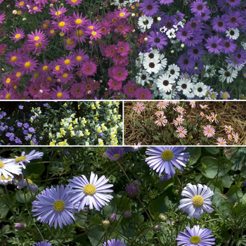 Brachyscome 'Multiple Varieties' - 