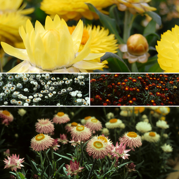 Multiple Varieties - Bracteantha - Strawflower
