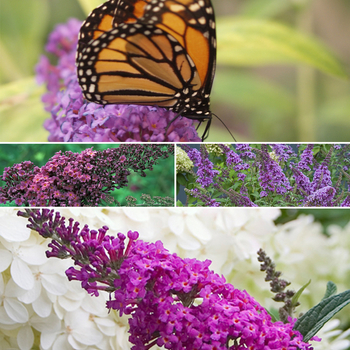 Buddleja 'Multiple Varieties' - Butterfly Bush