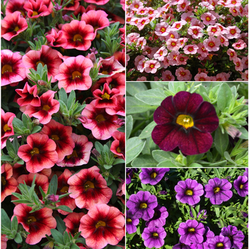 Calibrachoa hybrid 'Multiple Varieties' - Calibrachoa