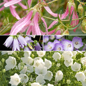 Campanula Multiple Varieties - Bellflower