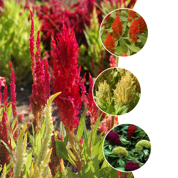 Multiple Varieties - Celosia - Cockscomb