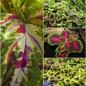 Solenostemon scutellarioides - Coleus