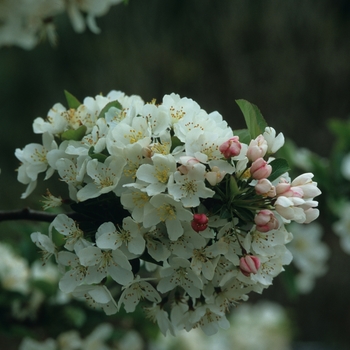 Malus sargentii 'Tina' - Tina Crabapple