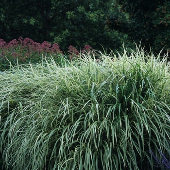 Miscanthus sinensis 'Variegatus' - Variegated Maiden Grass