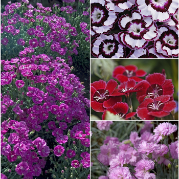 Multiple Varieties - Dianthus