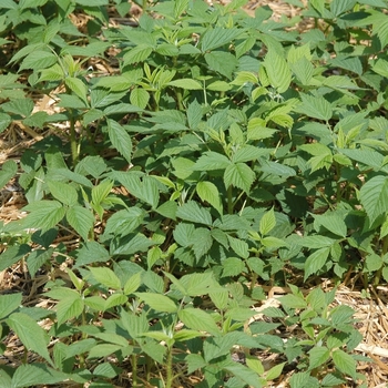 Rubus 'Heritage' - Raspberry